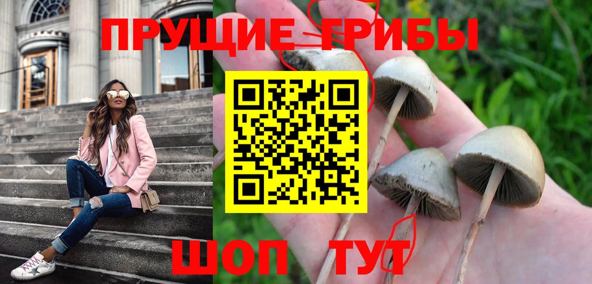 Псилоцибиновые грибы Cubensis Фролово